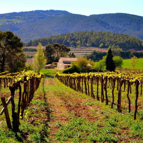 Torgiano wineyards